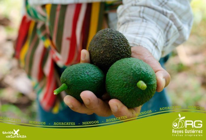 Los doce beneficios del aguacate