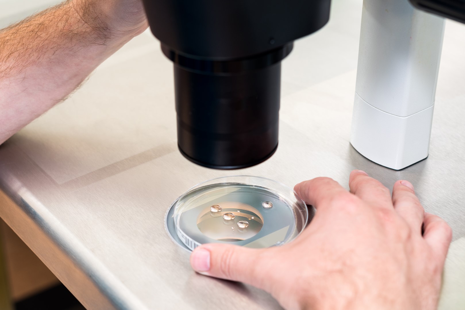 Placa de cultivo bajo el microscopio