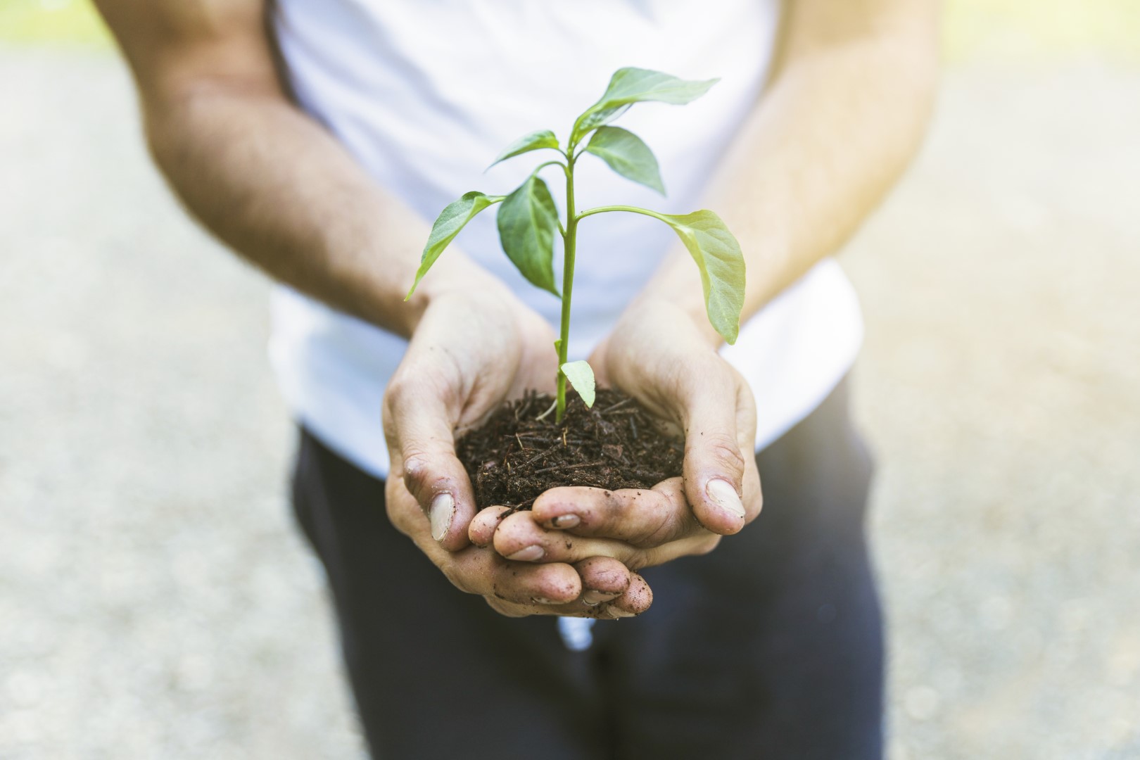 Manos sosteniendo una planta joven con su tierra
