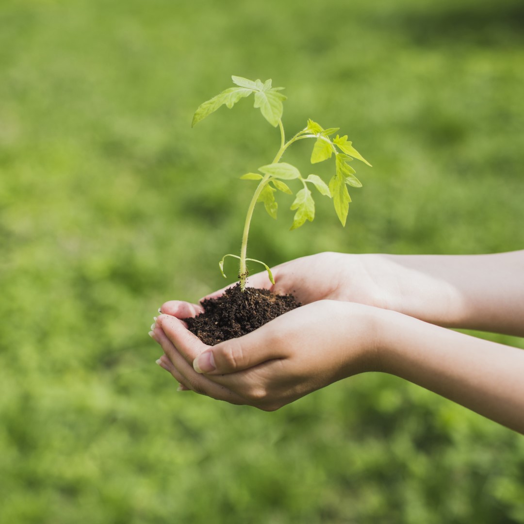 Manos sosteniendo una planta joven con su tierra