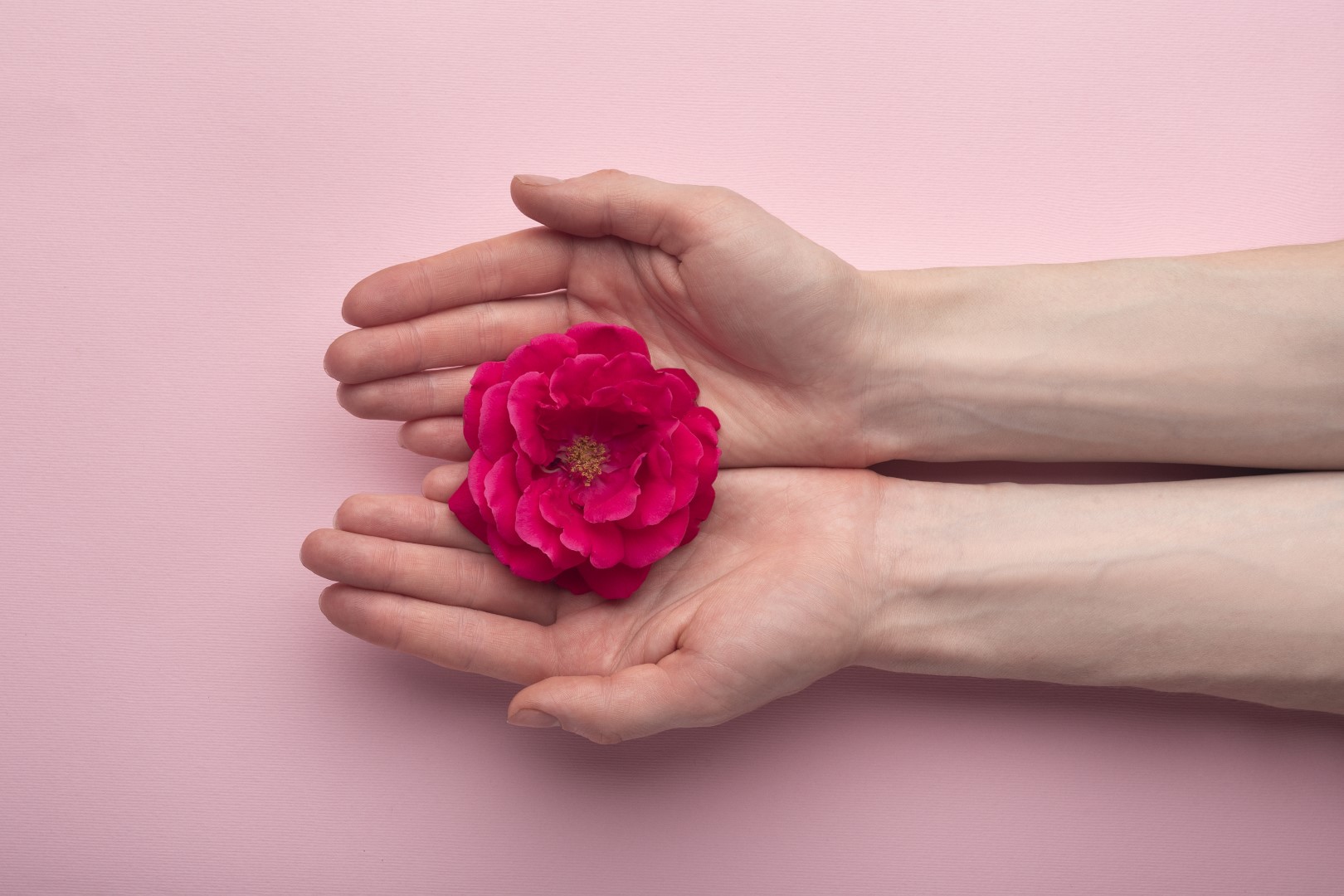 Manos sosteniendo una flor